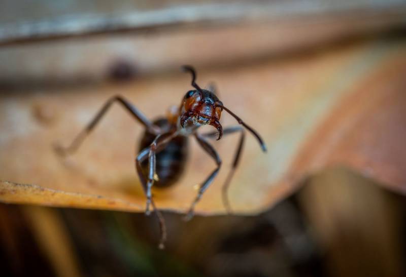 Désinsectisation de fourmis dans le Var