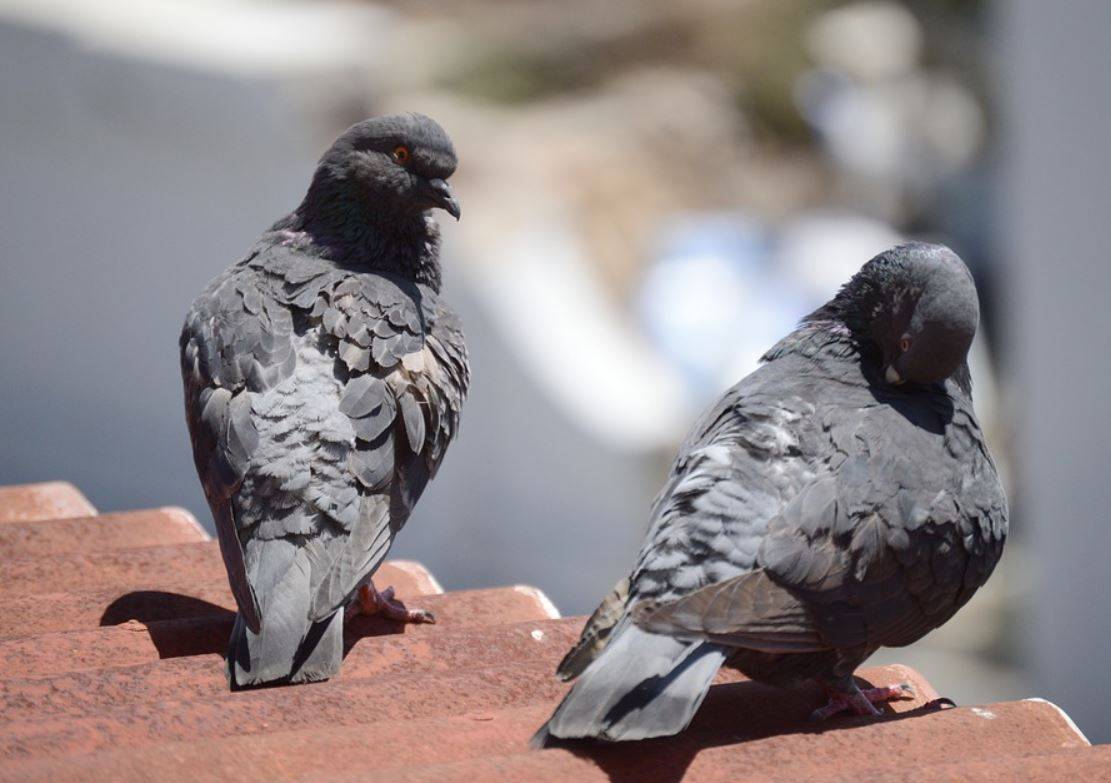Solutions anti-pigeons pour professionnels