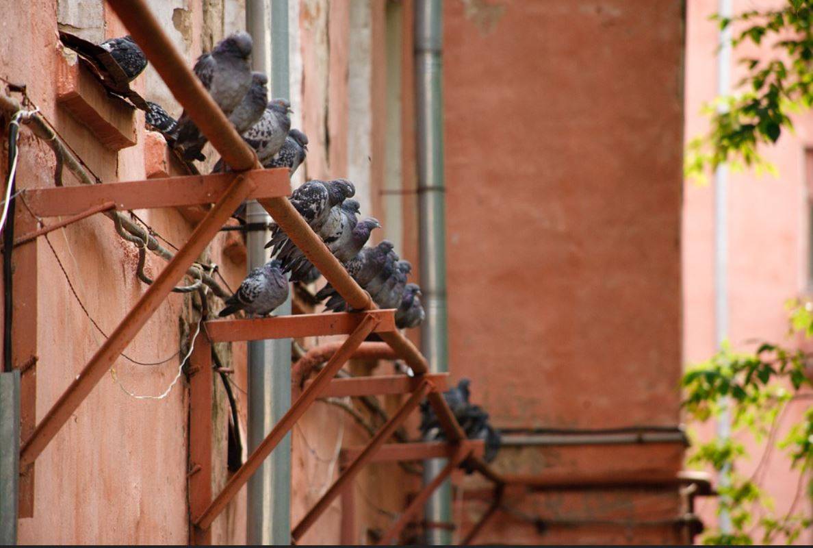 Solutions anti-pigeons pour particuliers