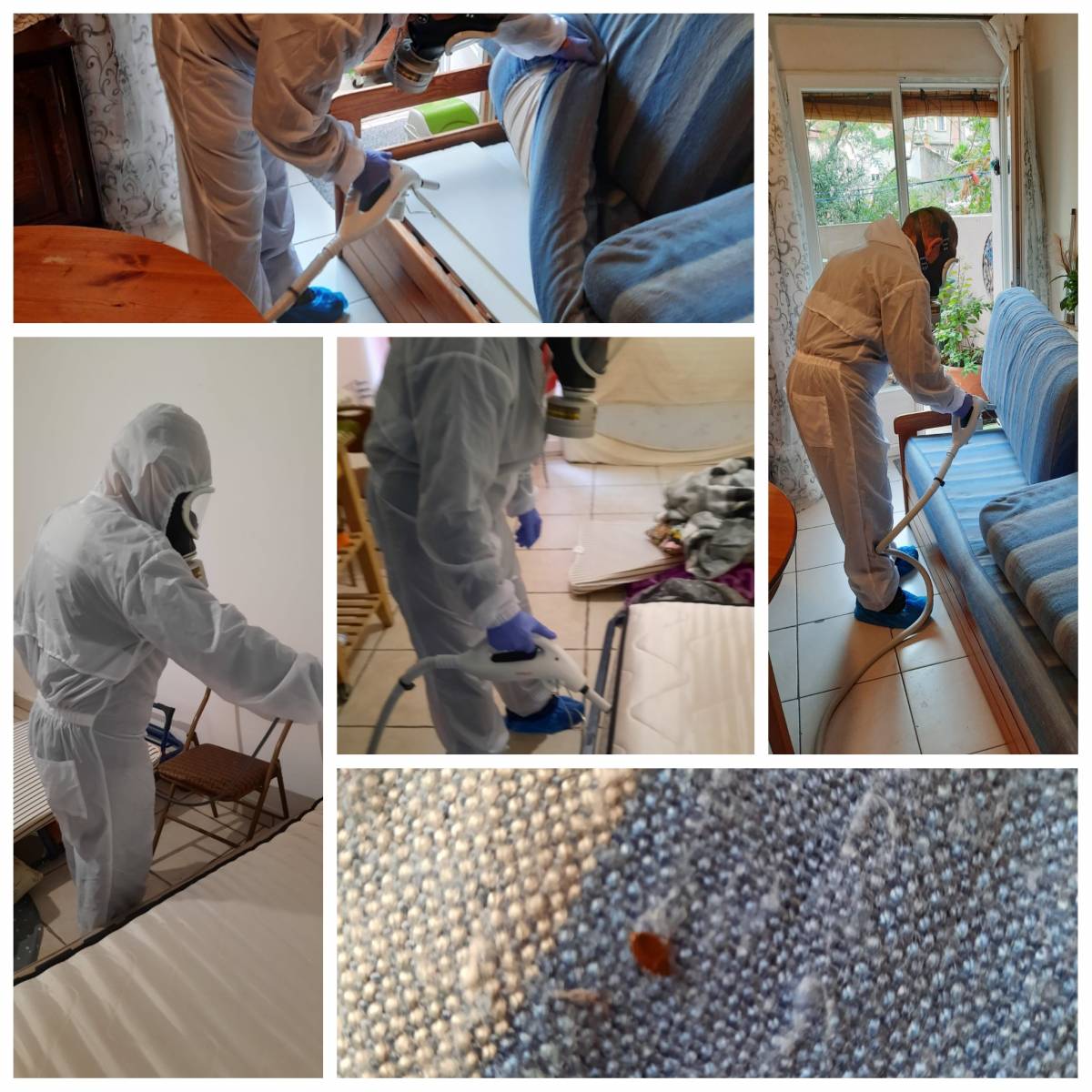  Traitement des punaises de lit Toulon