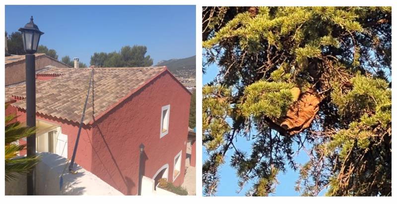 Professionnel en désinsectisation pour infecter des nids de frelons en hauteur à La Valette-du-Var