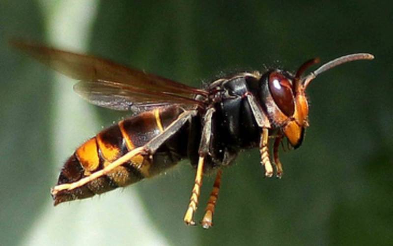 HYGI 3D + à la Garde intervient contre les nids de frelons et de guêpes