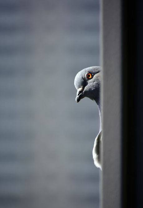 Dépigeonnage d'un magasin La Valette-du-Var