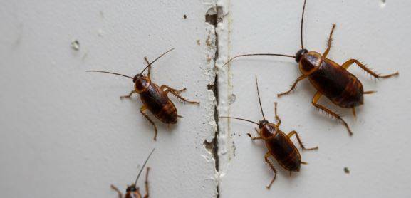 Désinsectisation de cafards Hyères