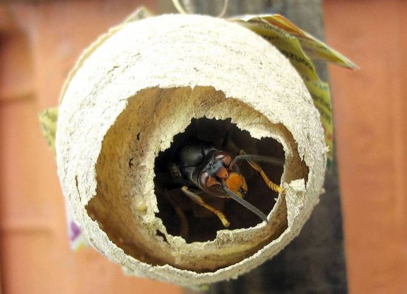 Expert en désinsectisation de frelons dans le 83