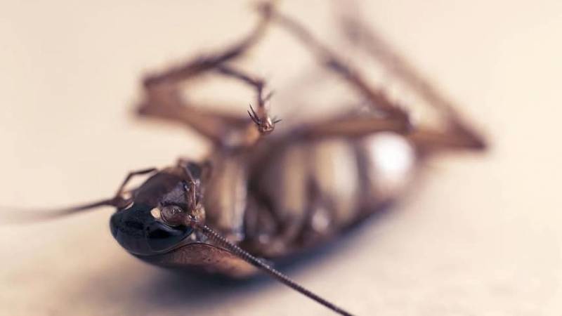 Traitement préventif des blattes dans un restaurant à Six-Fours Les Plages