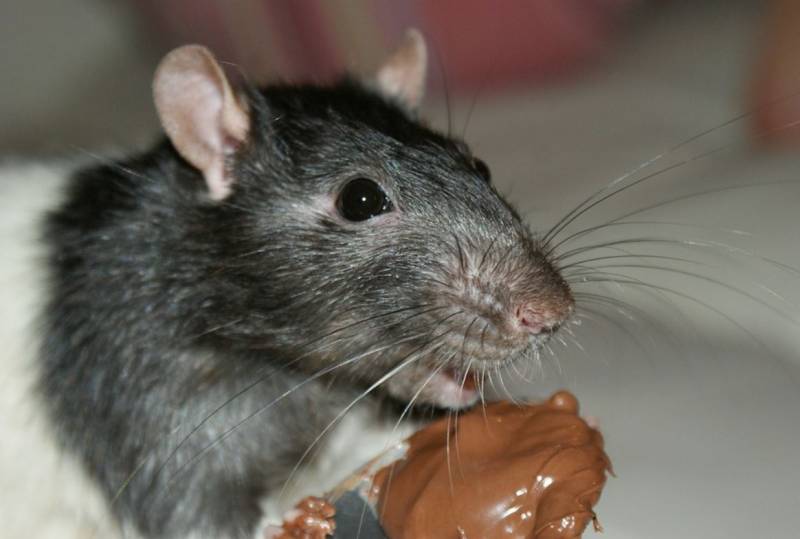 Traitement des rats et des souris pour hôtel restaurant au Lavandou dans le Var