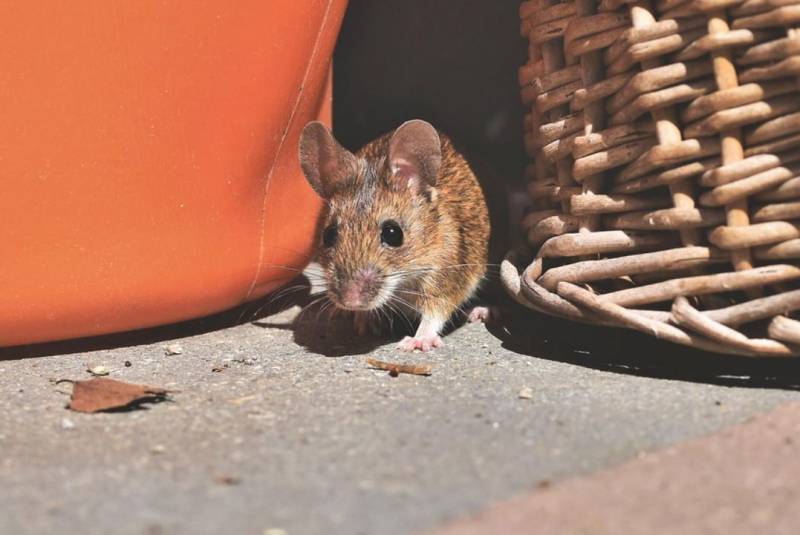 Lutter contre les souris La Seyne-sur-Mer