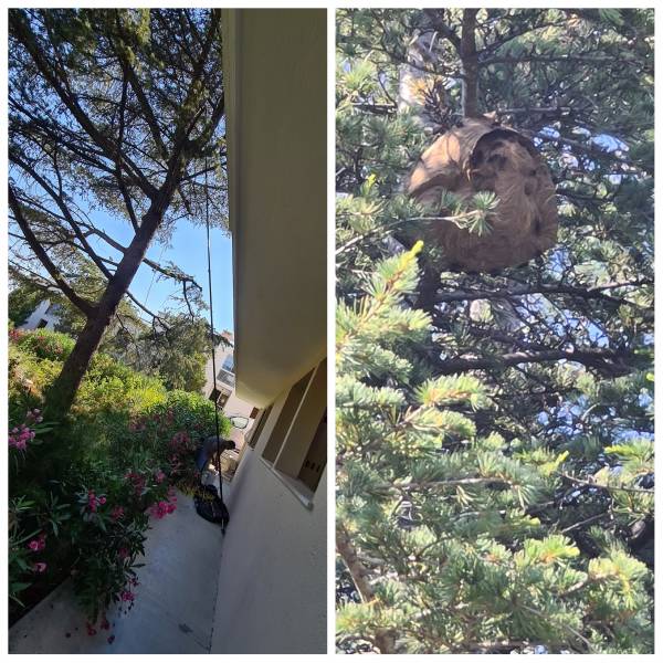 Traitement de nid de frelons en hauteur à Toulon Var