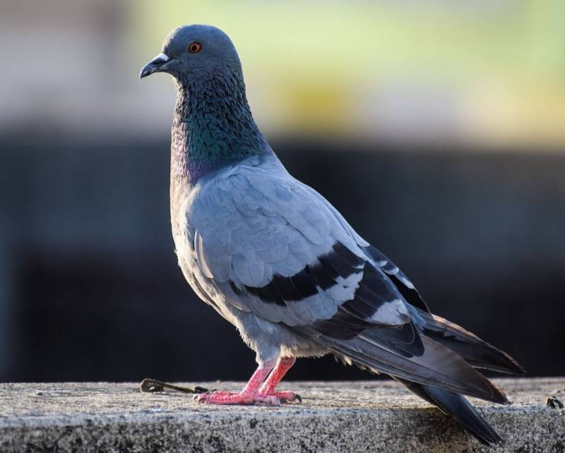 Solution anti-pigeons efficace pour maison à Toulon