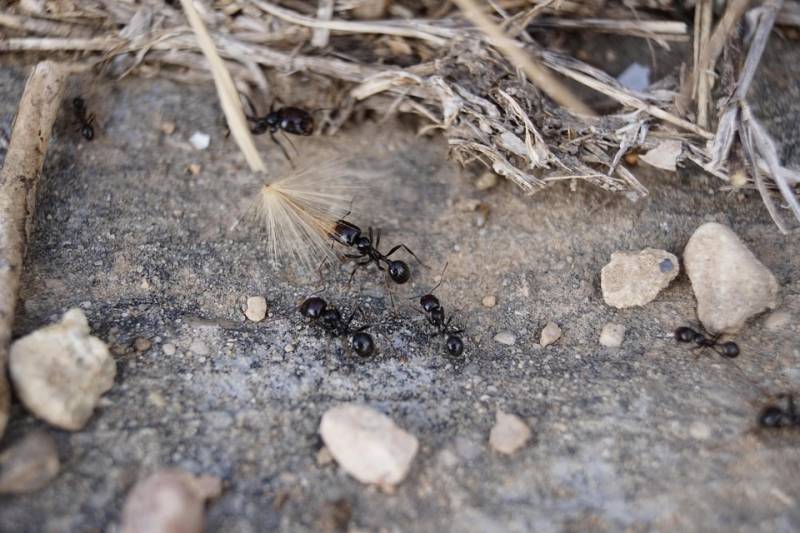 Traitement des fourmis La Garde