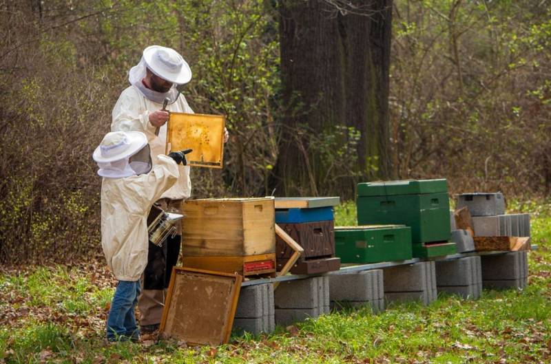 Traiter les frelons asiatiques pour protéger les abeilles Carcès