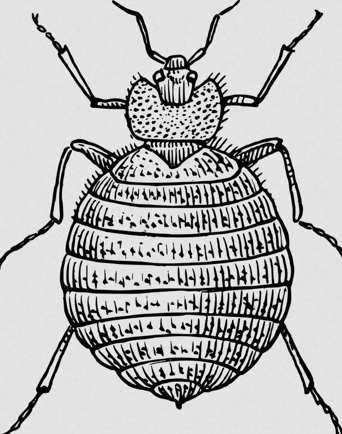 Traiter les punaises de lit La Ciotat