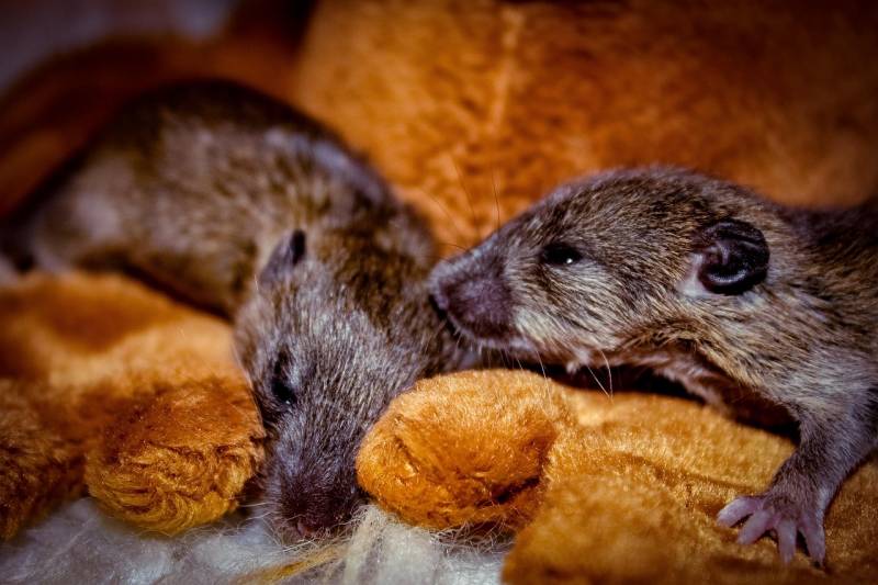 Traitement des souris Rocbaron