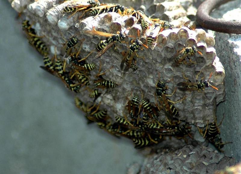 Eliminer un nid de guêpes à Hyères