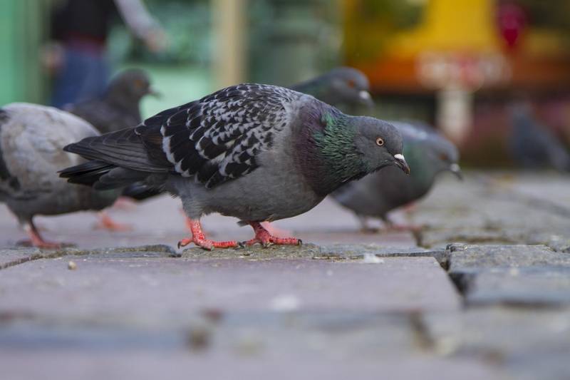 Dépigeonnage d'un magasin La Valette-du-Var