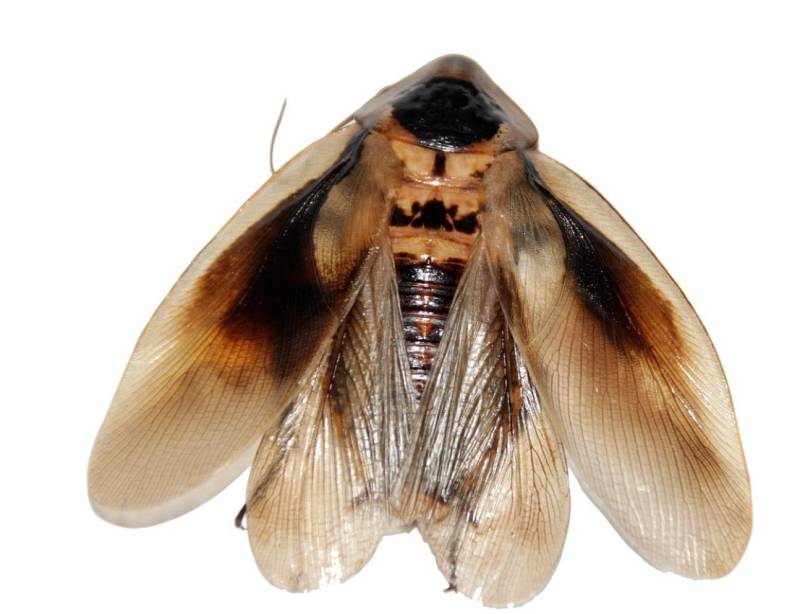 Traitement des cafards Hyères