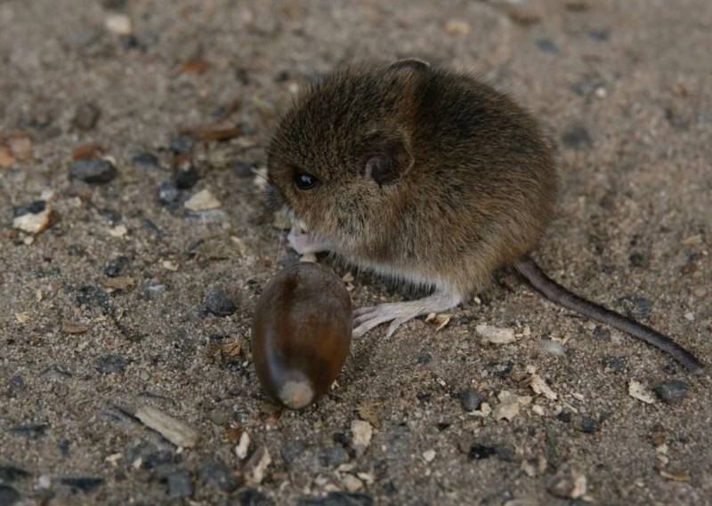 Entreprise de dératisation des restaurants à Toulon