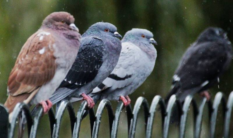 Dépigeonnage et désinfection de fientes Le Luc