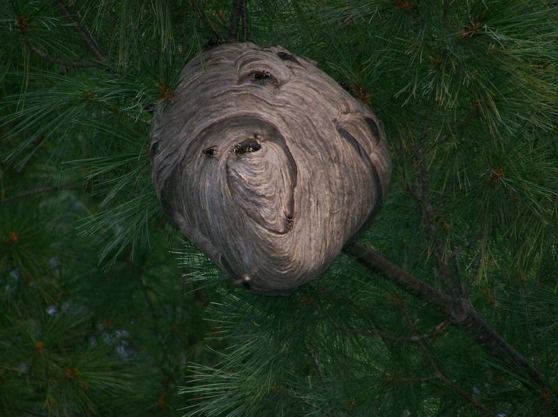 Eliminer un nid de frelons européens Draguignan
