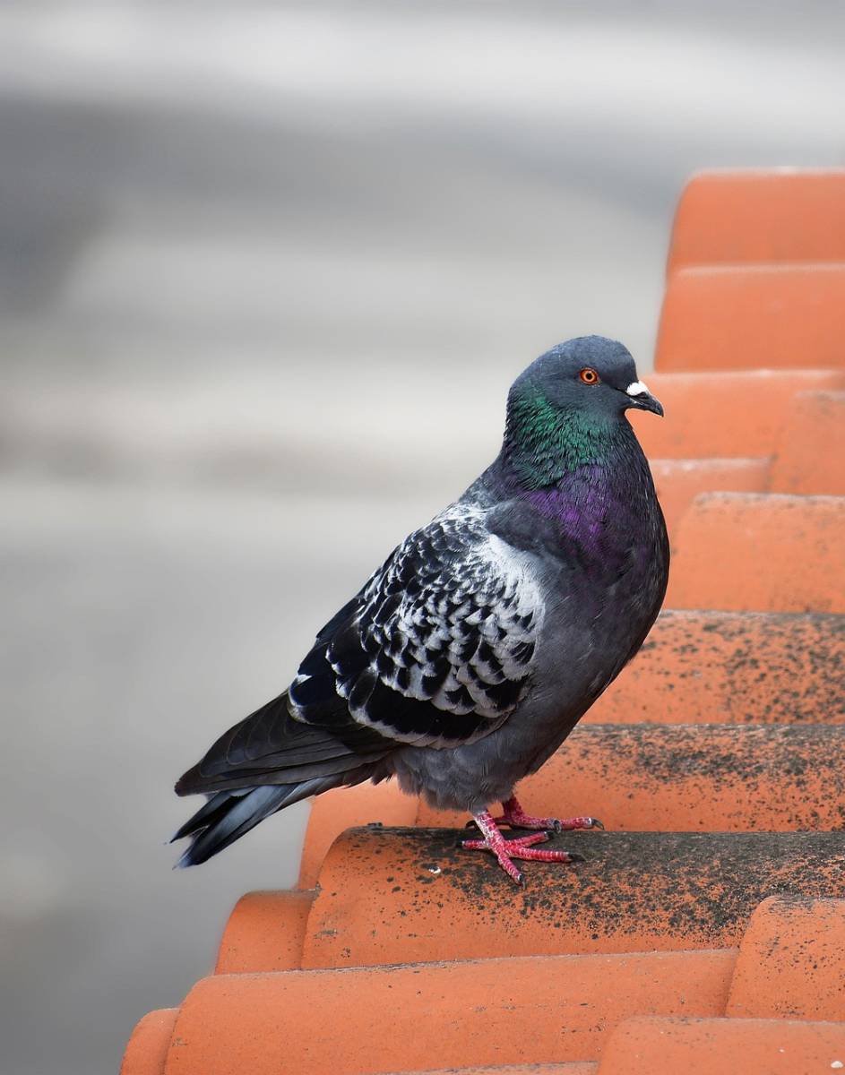 Solution pour déloger les pigeons à Cavalaire-sur-Mer