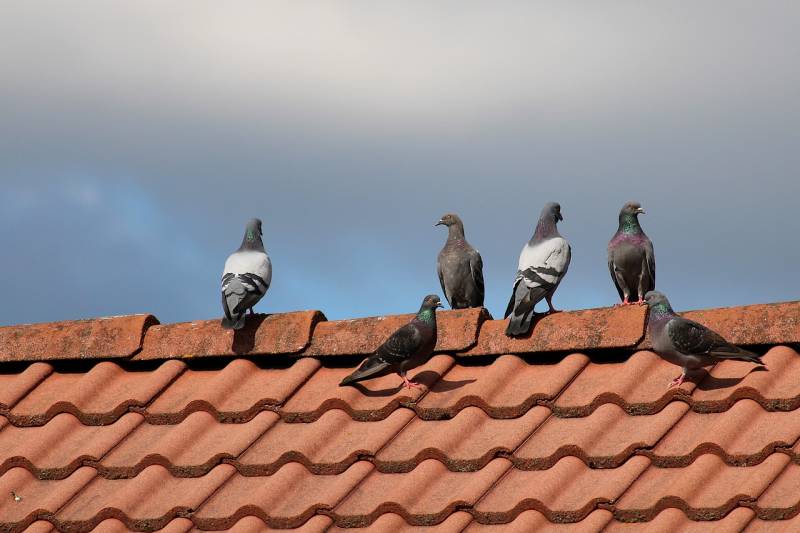Lutte anti-pigeons sur les bâtiments à 