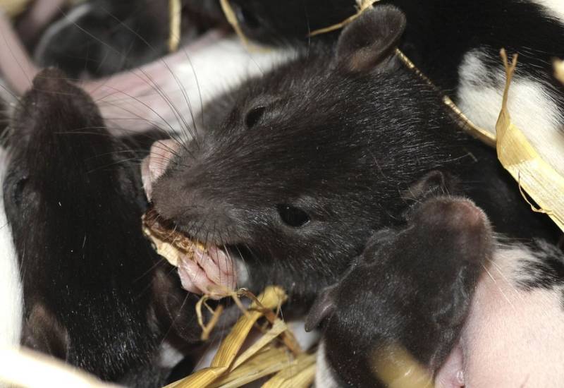Dératisation restaurant à Saint-Cyr-sur-Mer