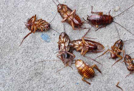 Traitement des blattes pour logement en copropriété à La Farlède