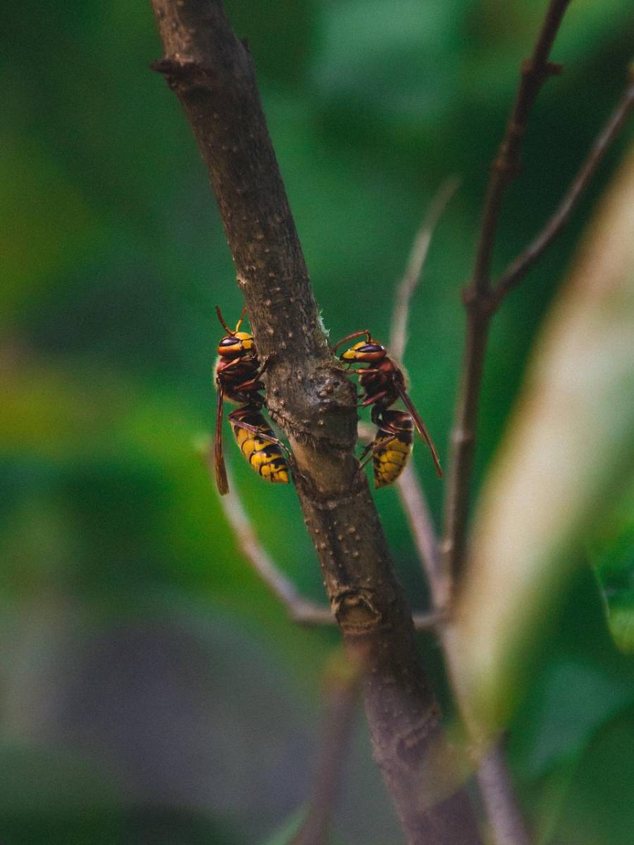 Traiter un nid de frelons à Bandol