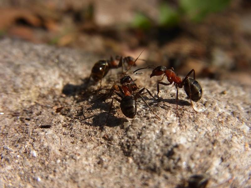 Traitement professionnel des fourmis Brignoles