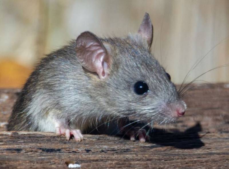 Dératisation curative d'un commerce à Pierrefeu