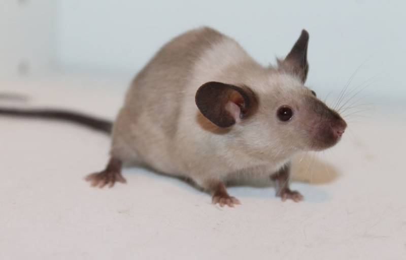 Dératisation des immeubles et copropriétés à La Crau