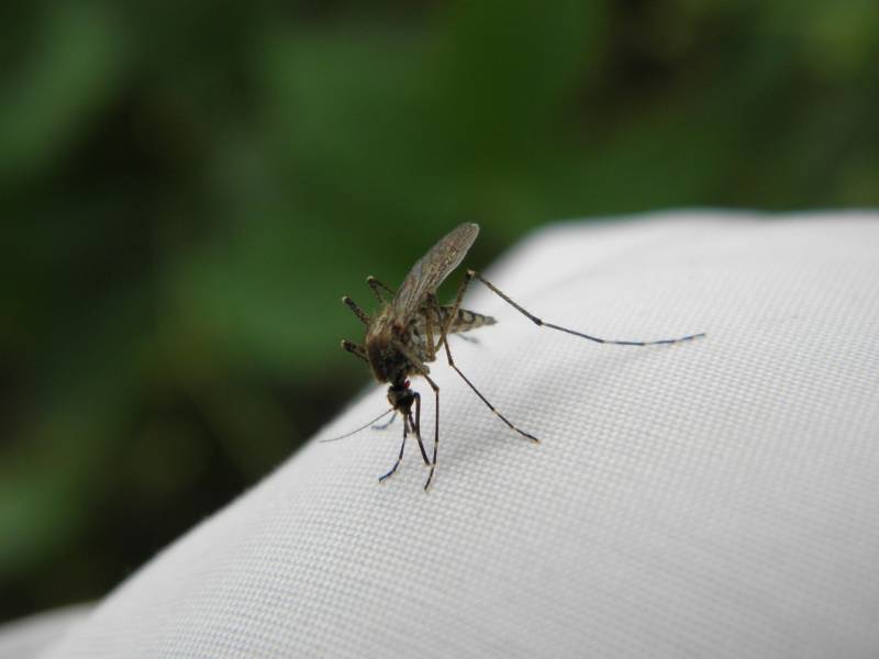 Lutter contre les moustiques Hyères