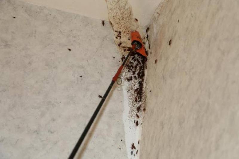 Infestation de blattes dans un appartement La Valette-du-Var