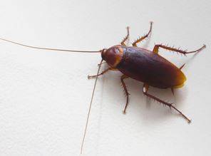 Traiter les cafards La Seyne-sur-Mer