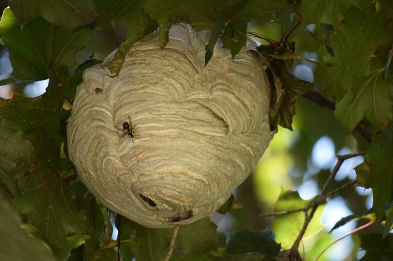 Traiter un nid de frelons asiatiques Le Beausset