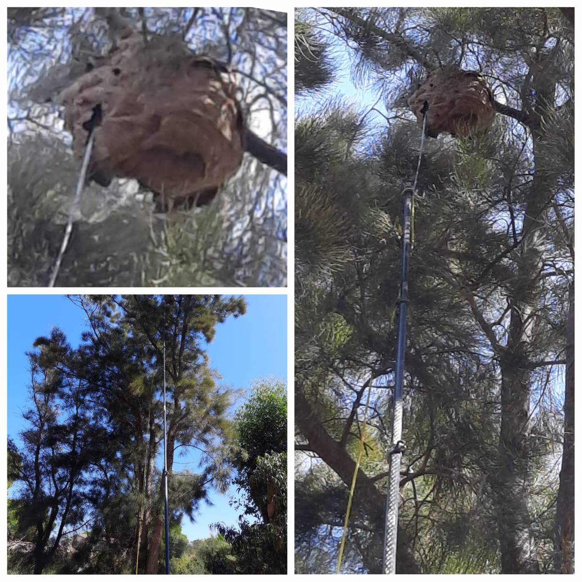 Professionnel pour détruire un nid de frelons à Giens près de Hyères