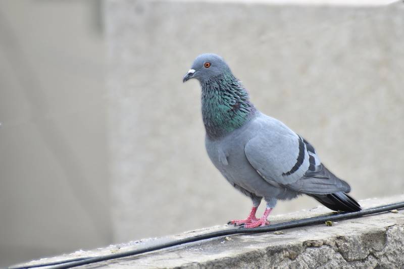 Pose filet anti-pigeons La Seyne-sur-Mer