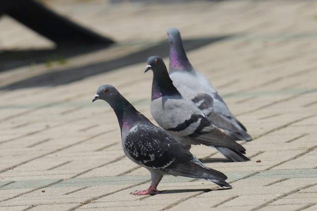Dépigeonnage et désinfection de fientes à Néoules 