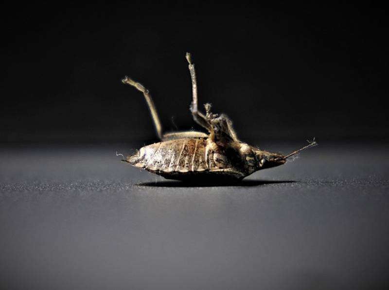 Traitement punaises de lit Le Luc