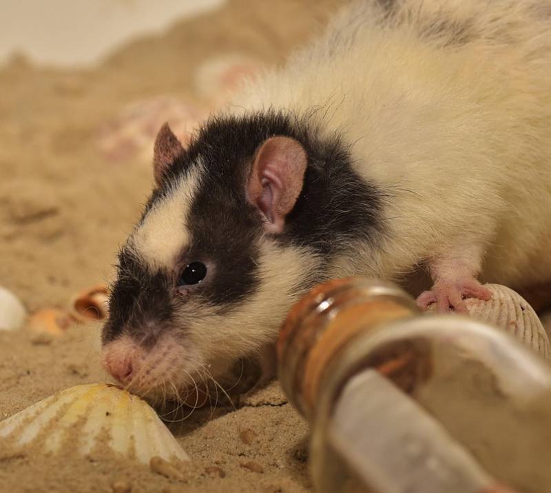 Dératiser un local professionnel toulon