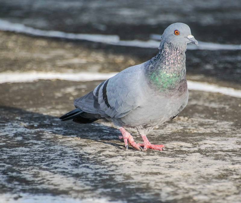 Entreprise de dépigeonnage à Toulon