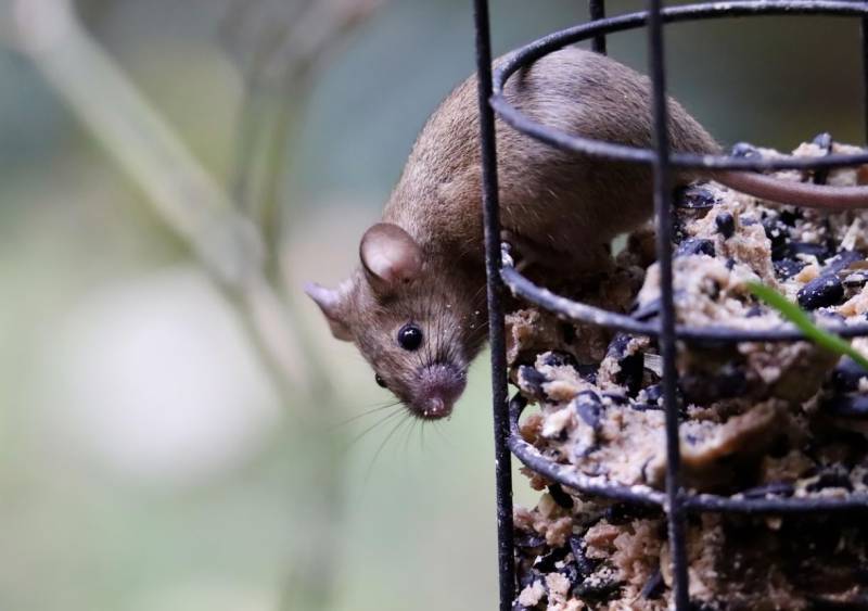 Traiter les souris dans une maison à Cuers
