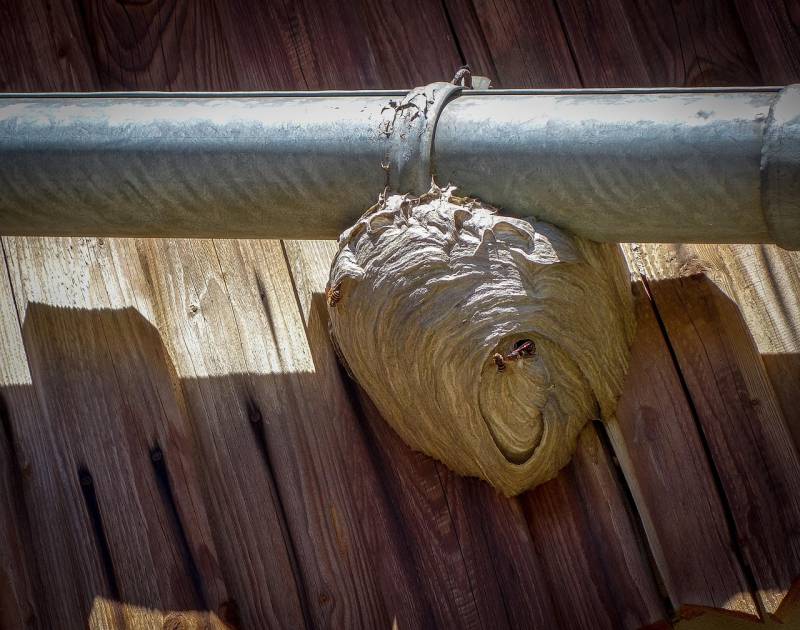 Retirer un nid de guêpes à La Farlède