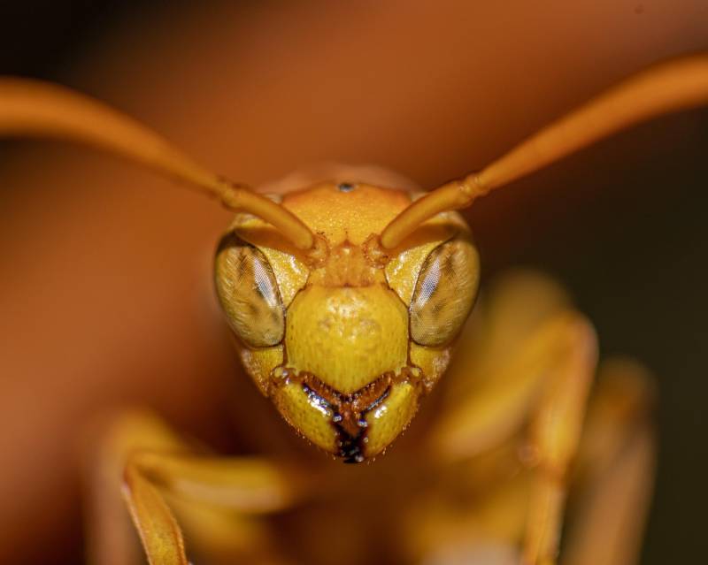 Retrait nid de frelons La Garde