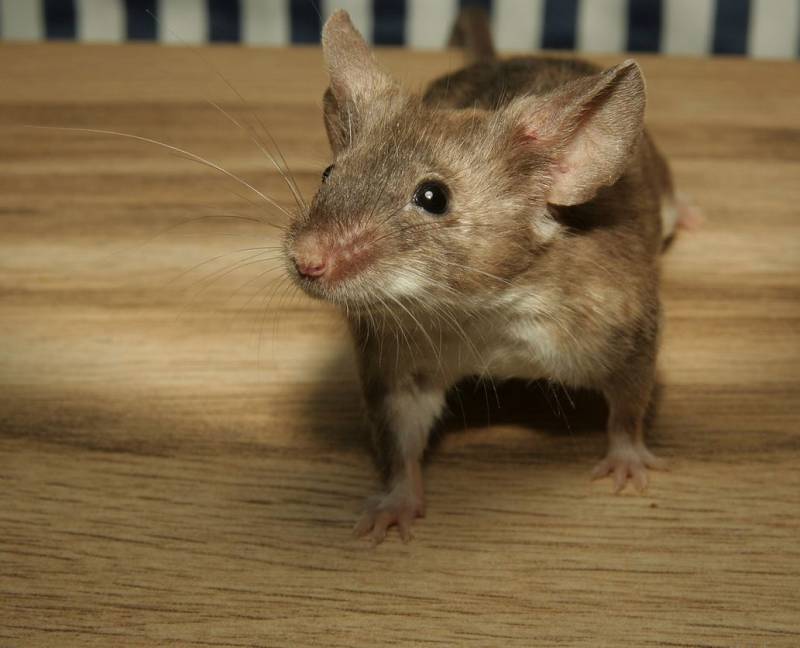 Dératisation préventive pour bars et restaurants à Toulon