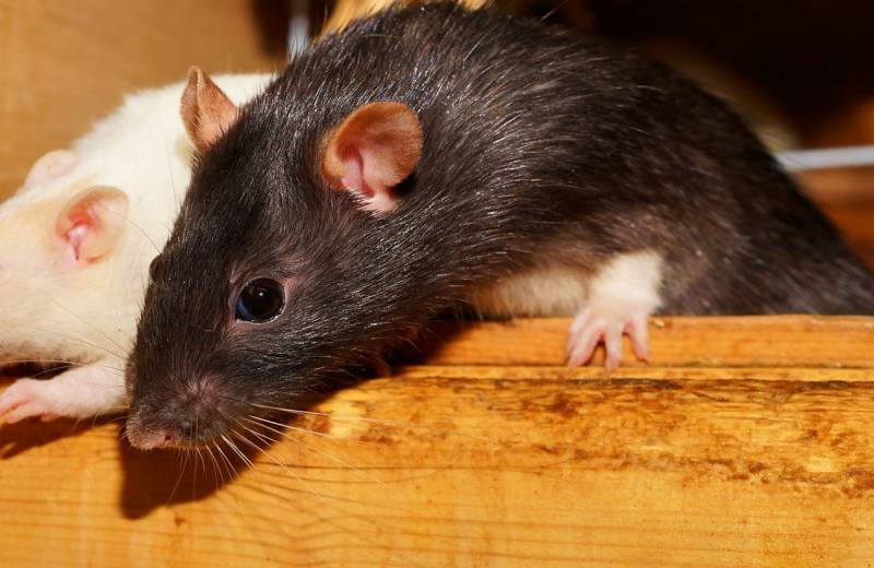 Société de dératisation pour syndic d'immeubles à Bandol